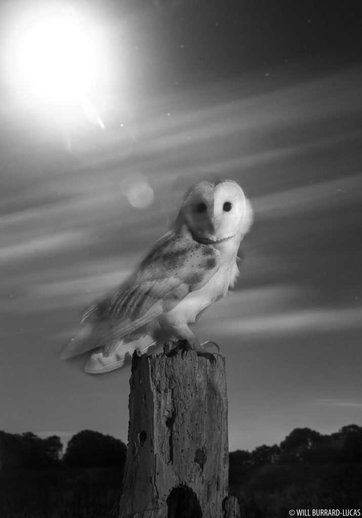 Owl Under a Full Moon