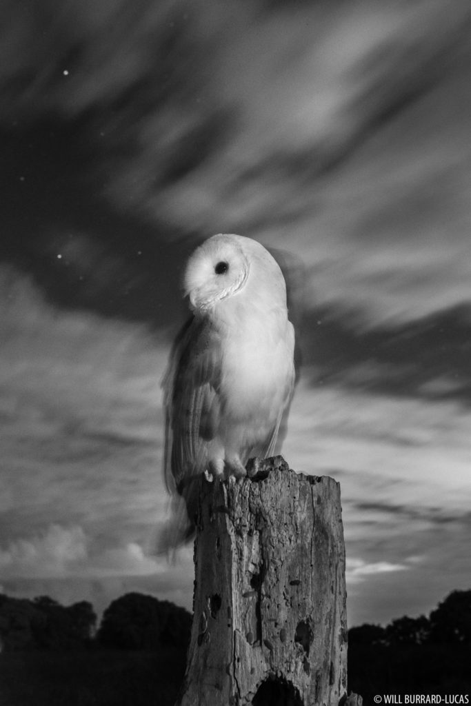 Barn Owl Camera Trap