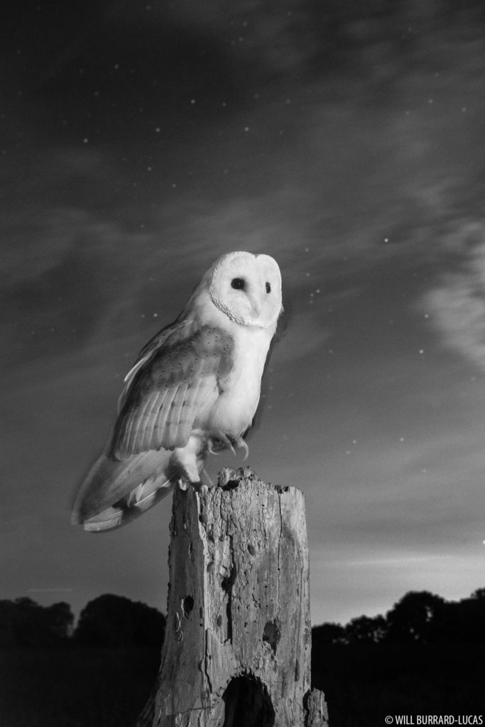 Barn Owl Under Stars