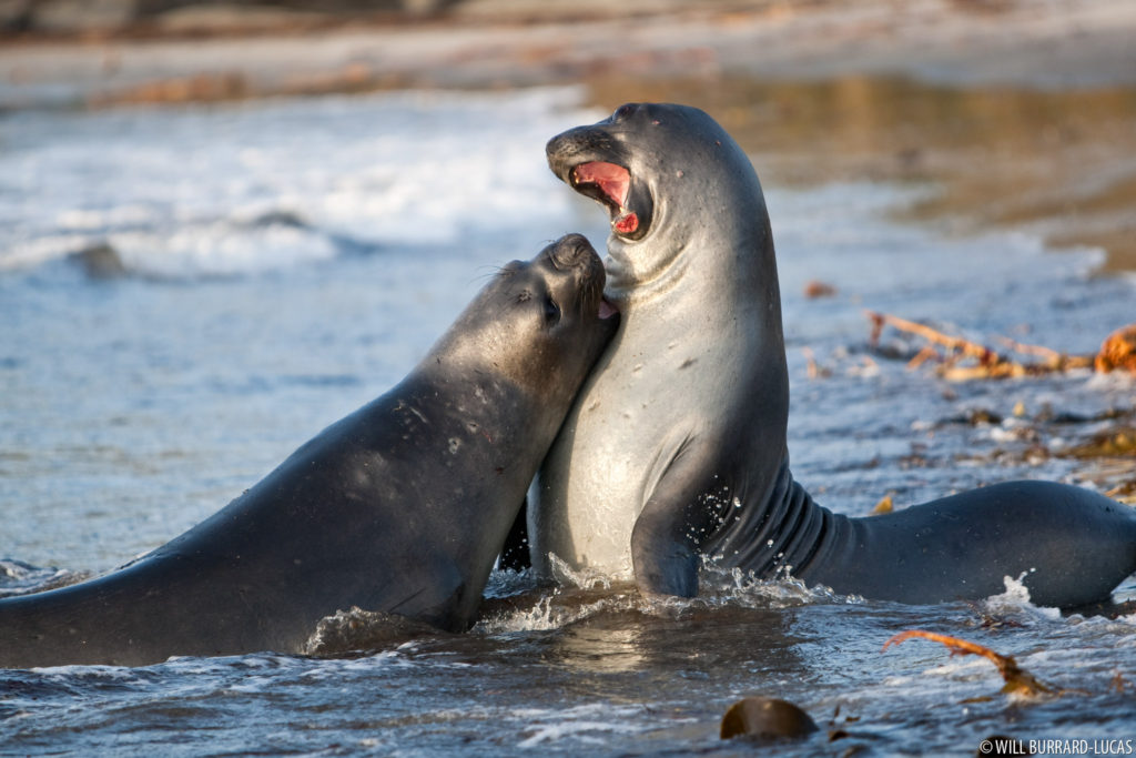 Playful Elephant Seals