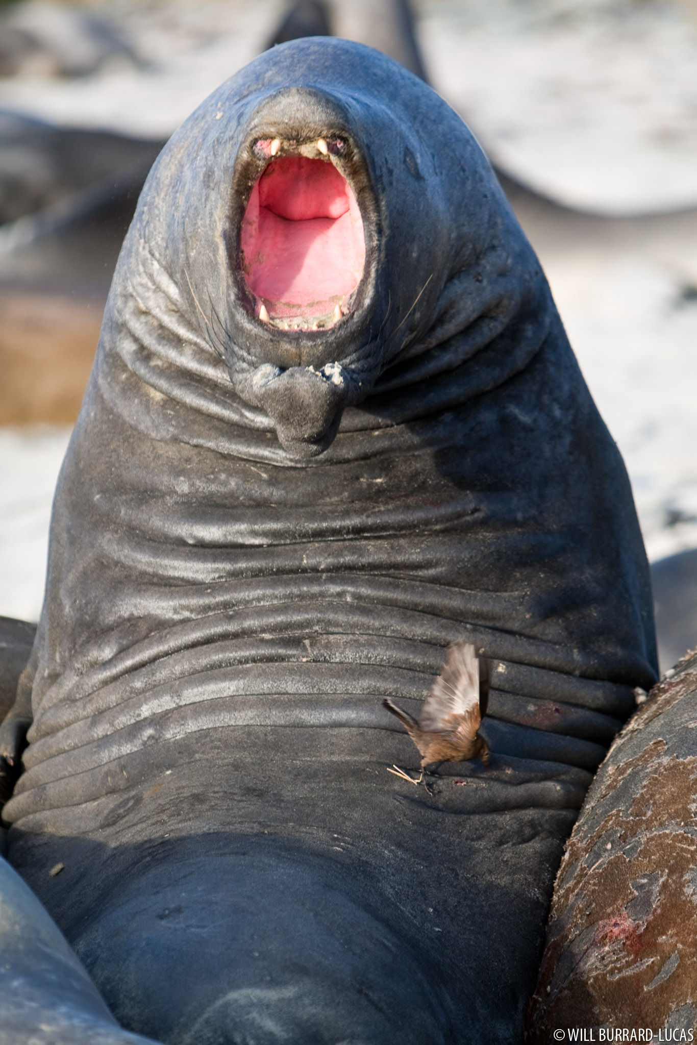 Angry Elephant Seal | Will Burrard-Lucas