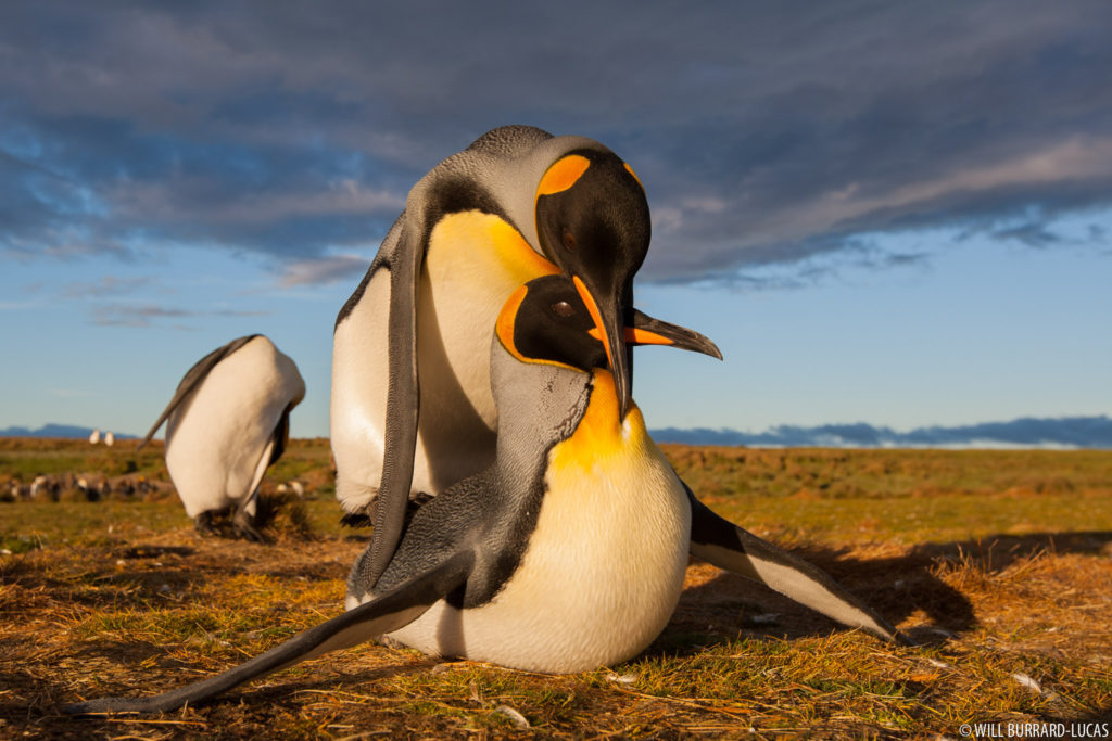 Mating King Penguins
