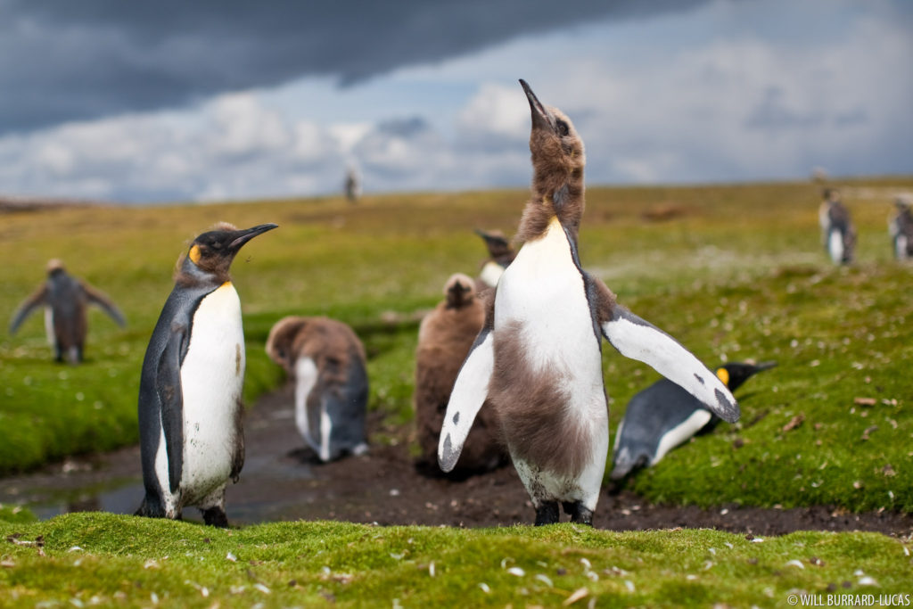 Malting Penguin Chicks