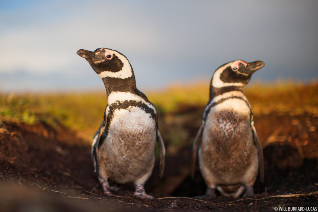Magellanic Penguin Pair