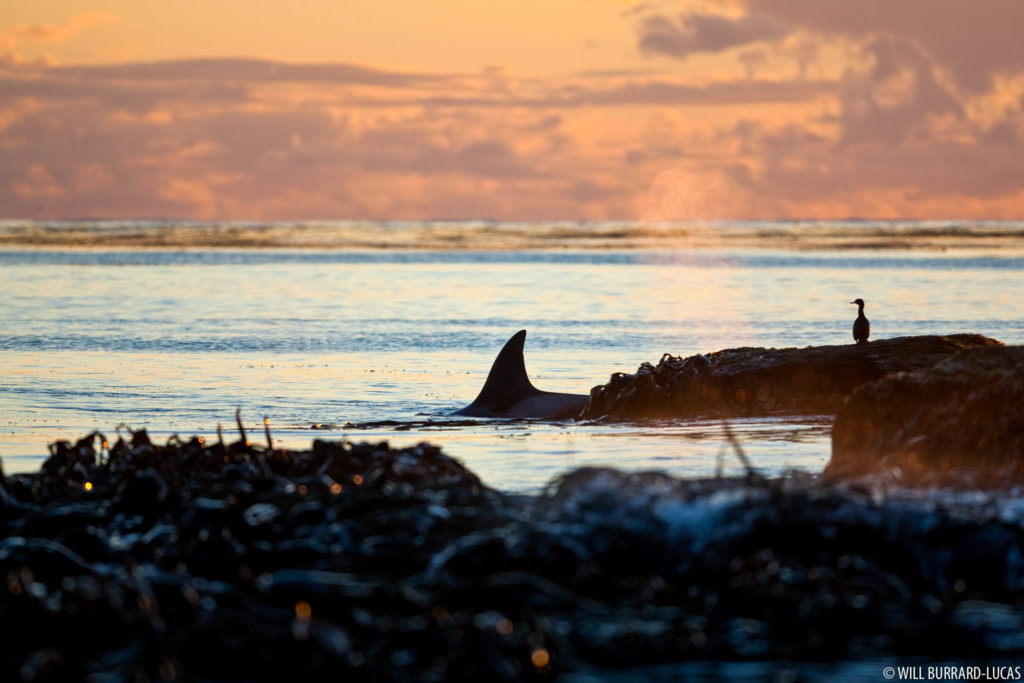 Killer Whale at Sunset