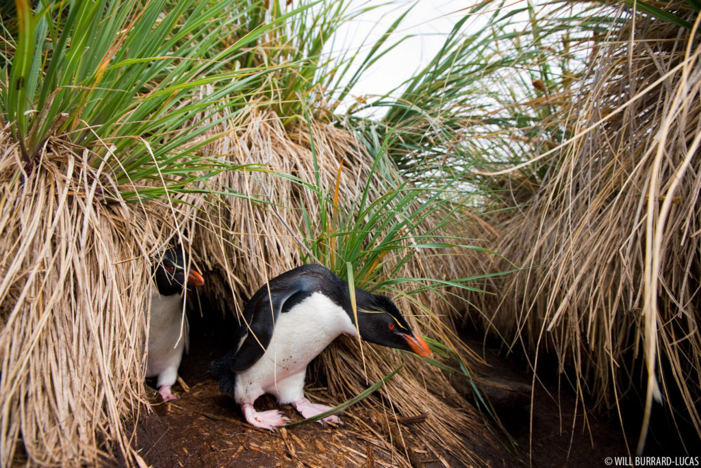 Penguins in Tussock