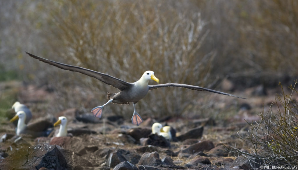 Albatross Landing