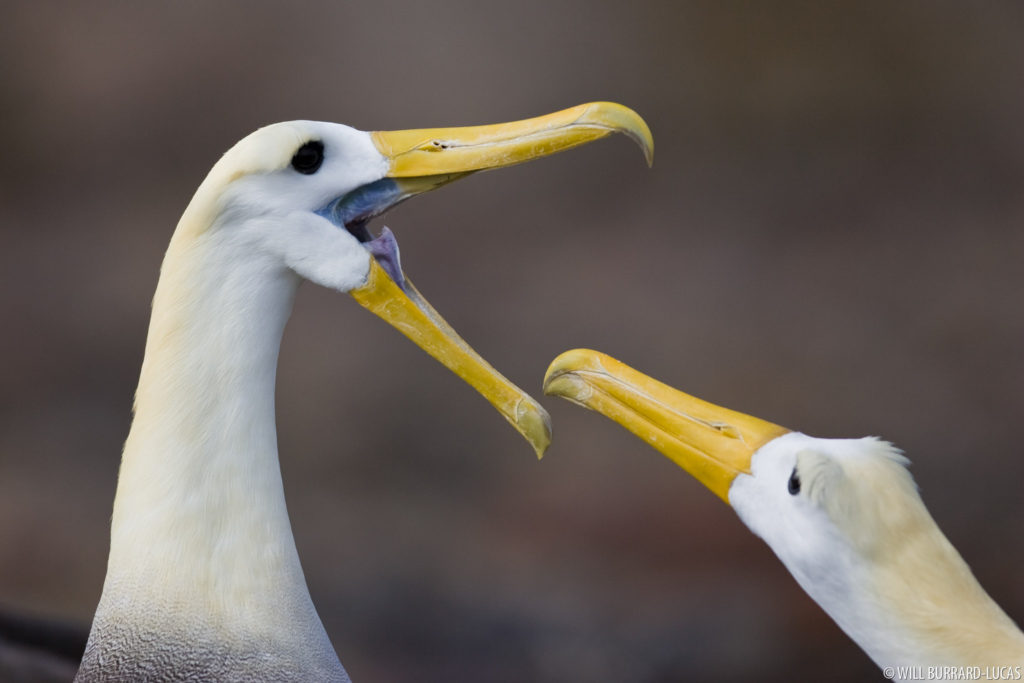 Waved Albatross Pair