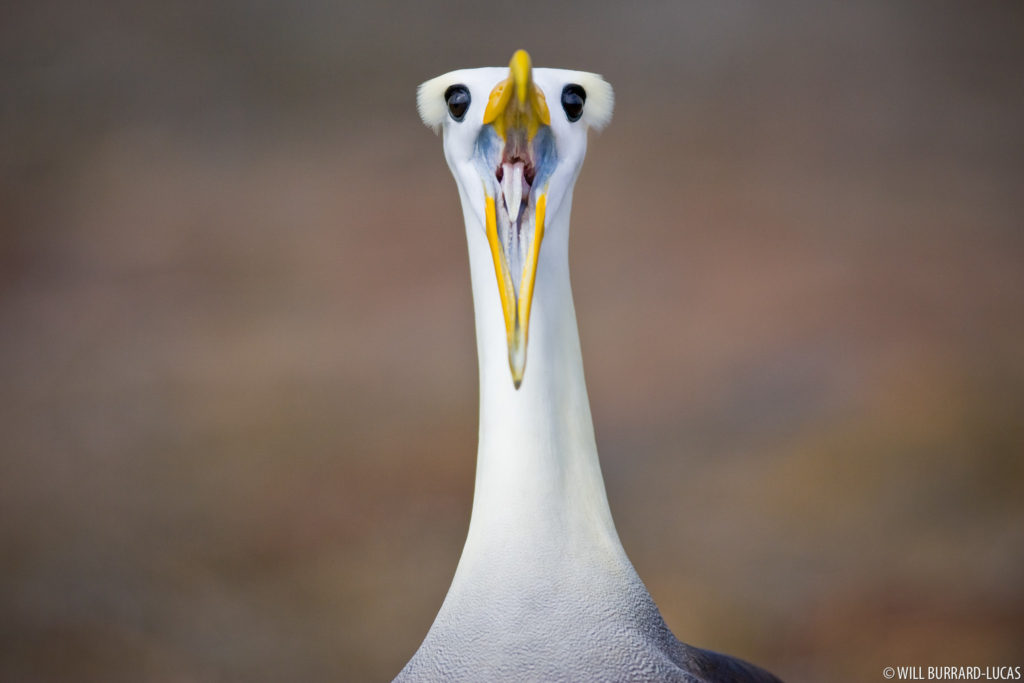 Albatross Squark