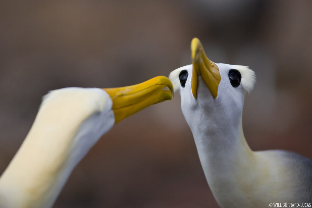 Albatross Courtship