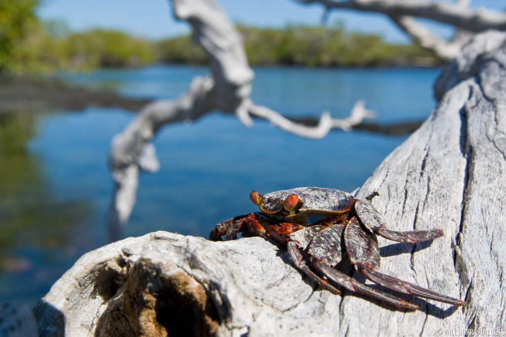 Crab in Tree