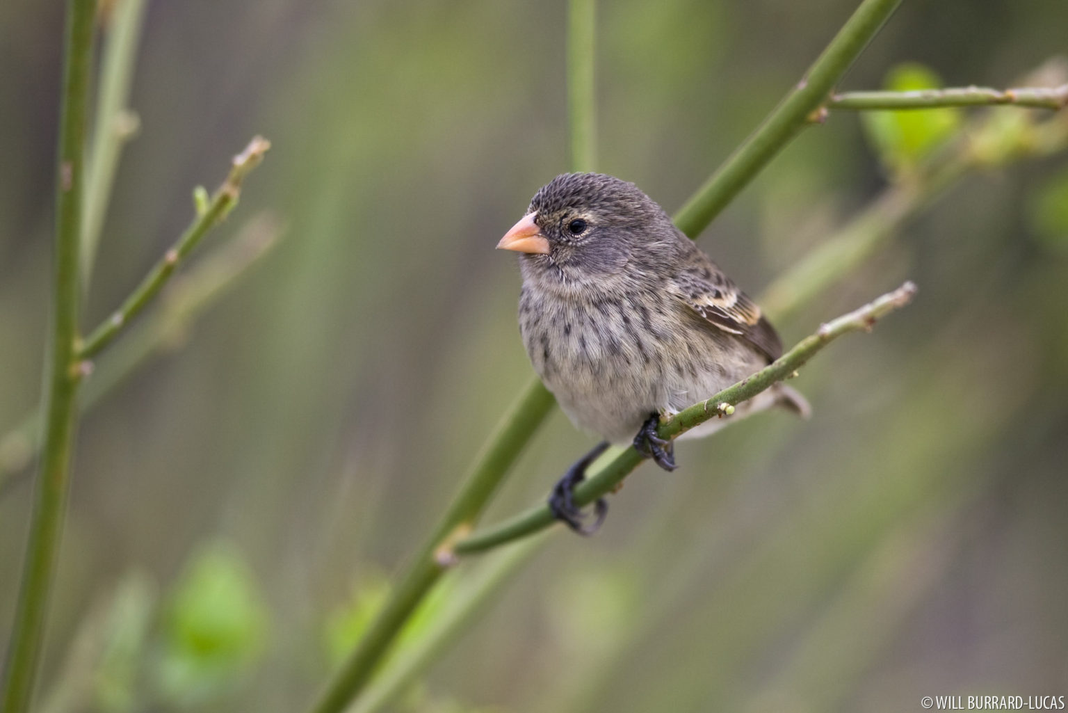 Galapagos Islands + Small Ground Finches | Photos Pictures Images