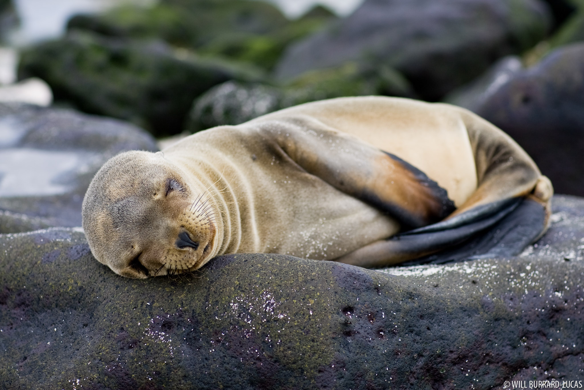 Sea Lion Pup | Will Burrard-Lucas