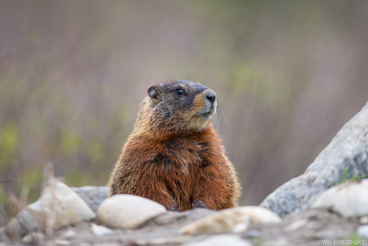 teton marmot