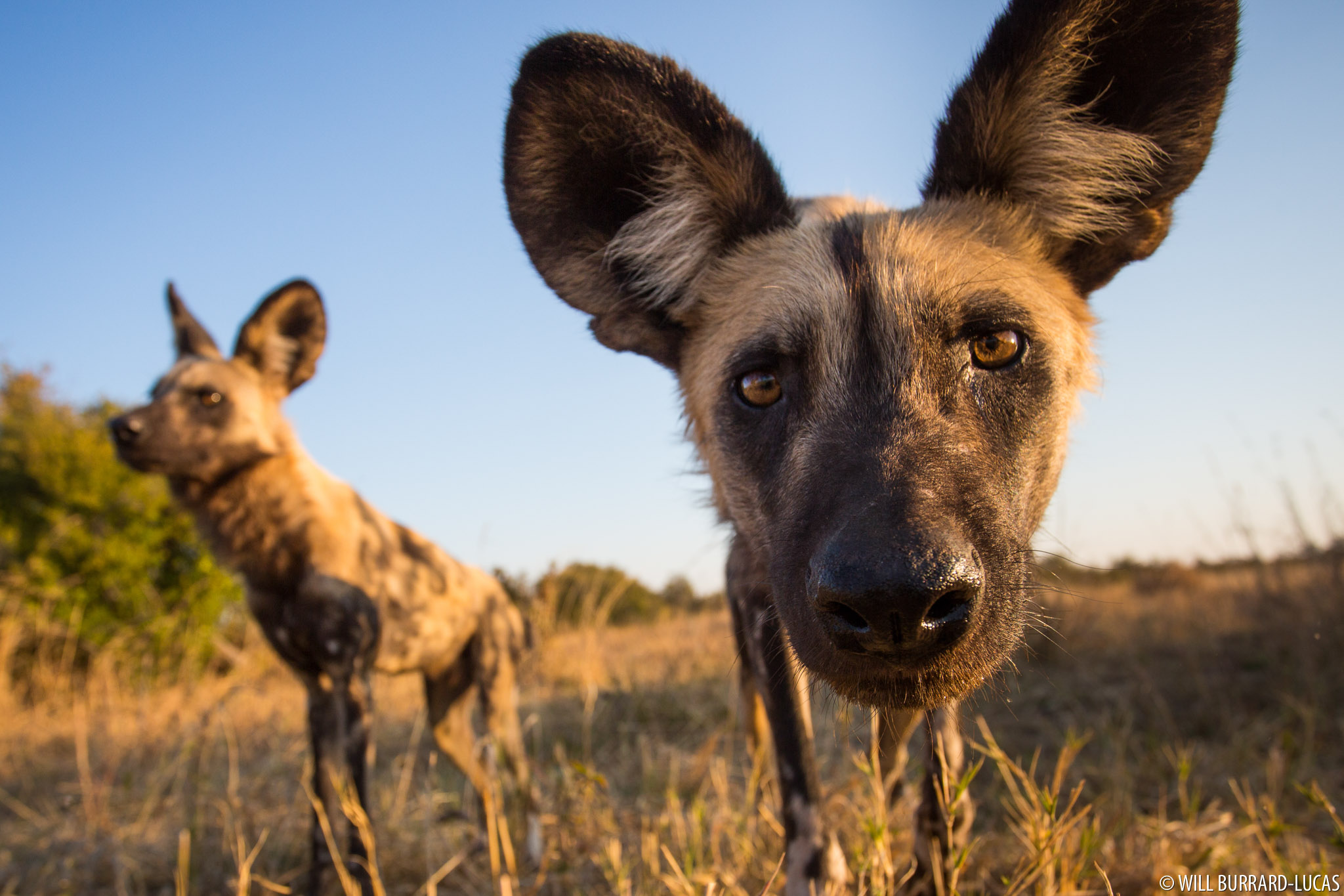 wild dogs in africa