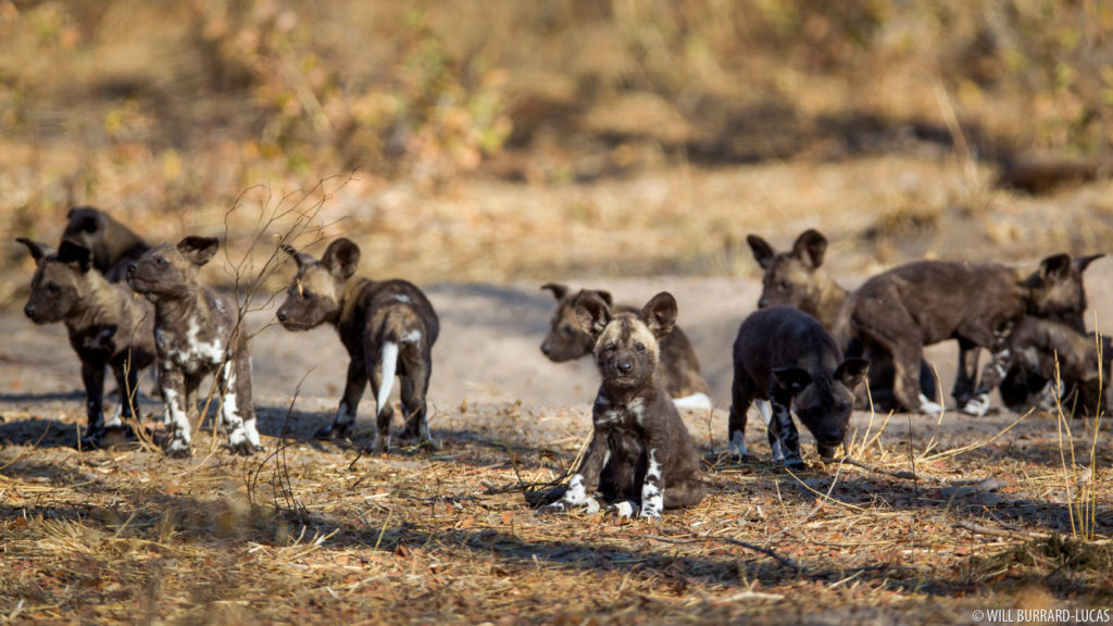 African Wild Dog Pups