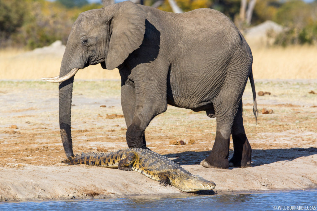 Elephant & Crocodile
