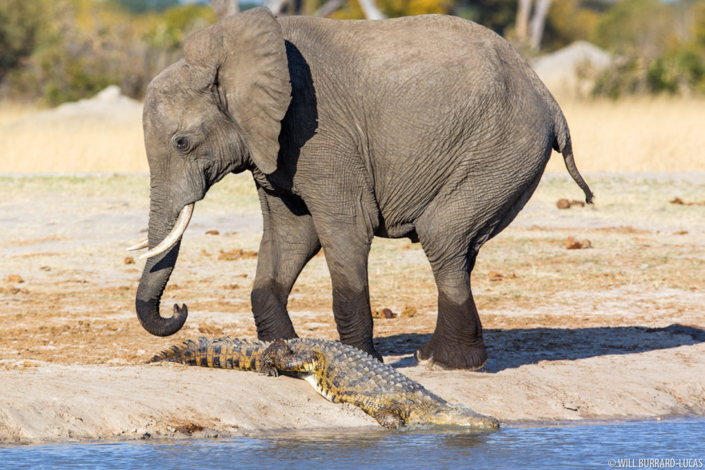 Elephant & Crocodile