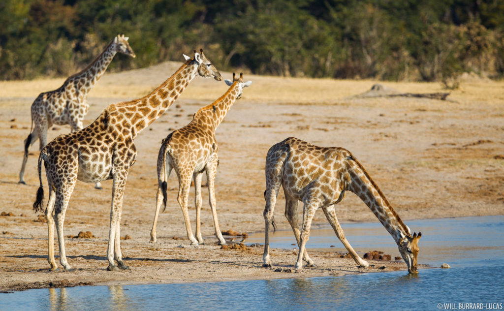Drinking Giraffes