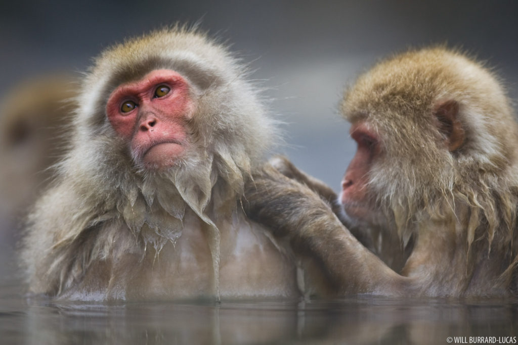 Grooming Macaques