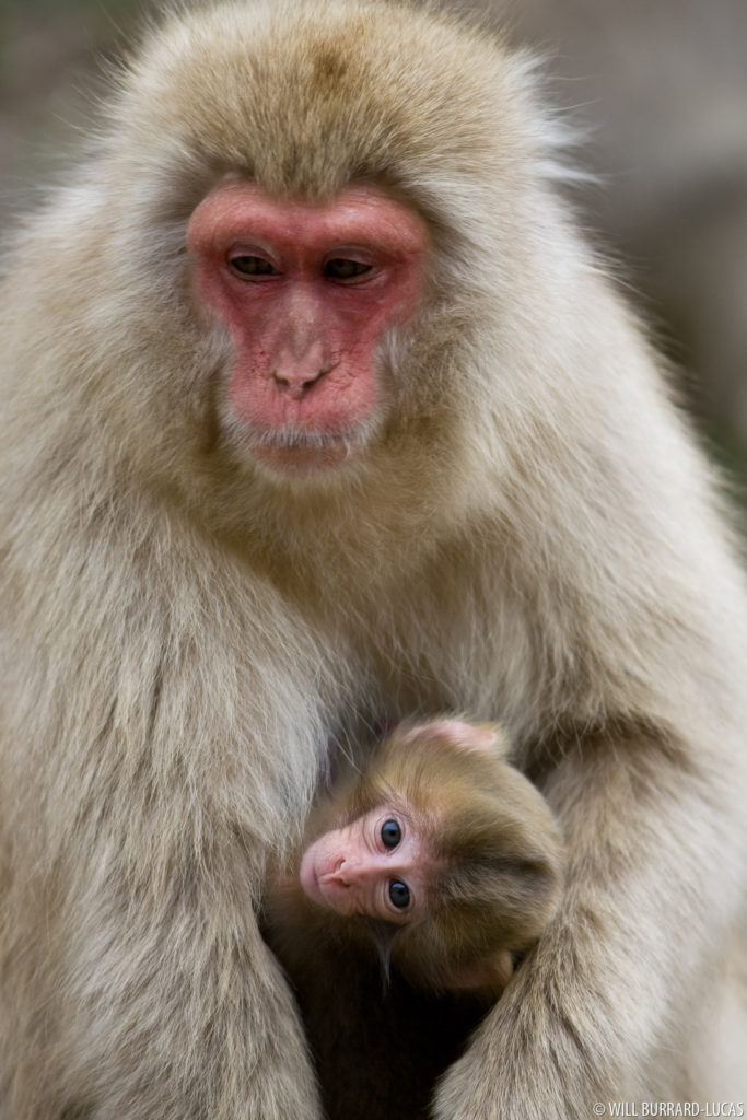 Baby Japanese Macaque