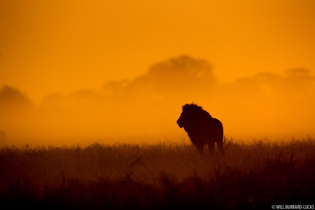 Lion at Dawn