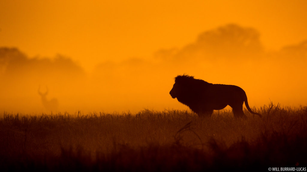 Lion at Dawn