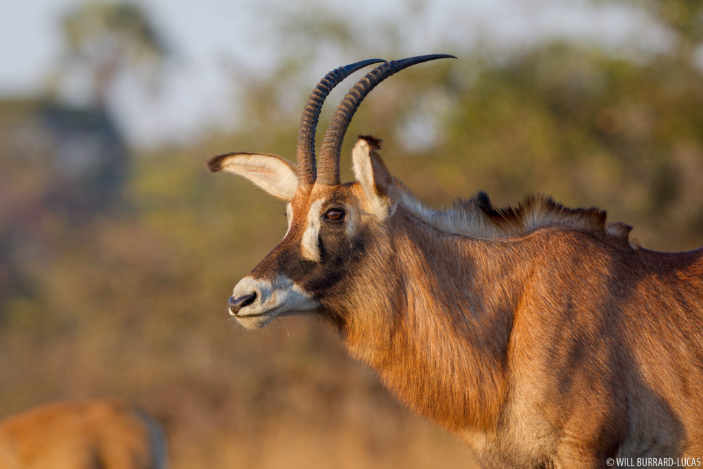 Roan Antelope