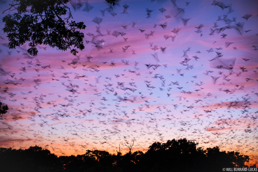 Fruit Bat Migration