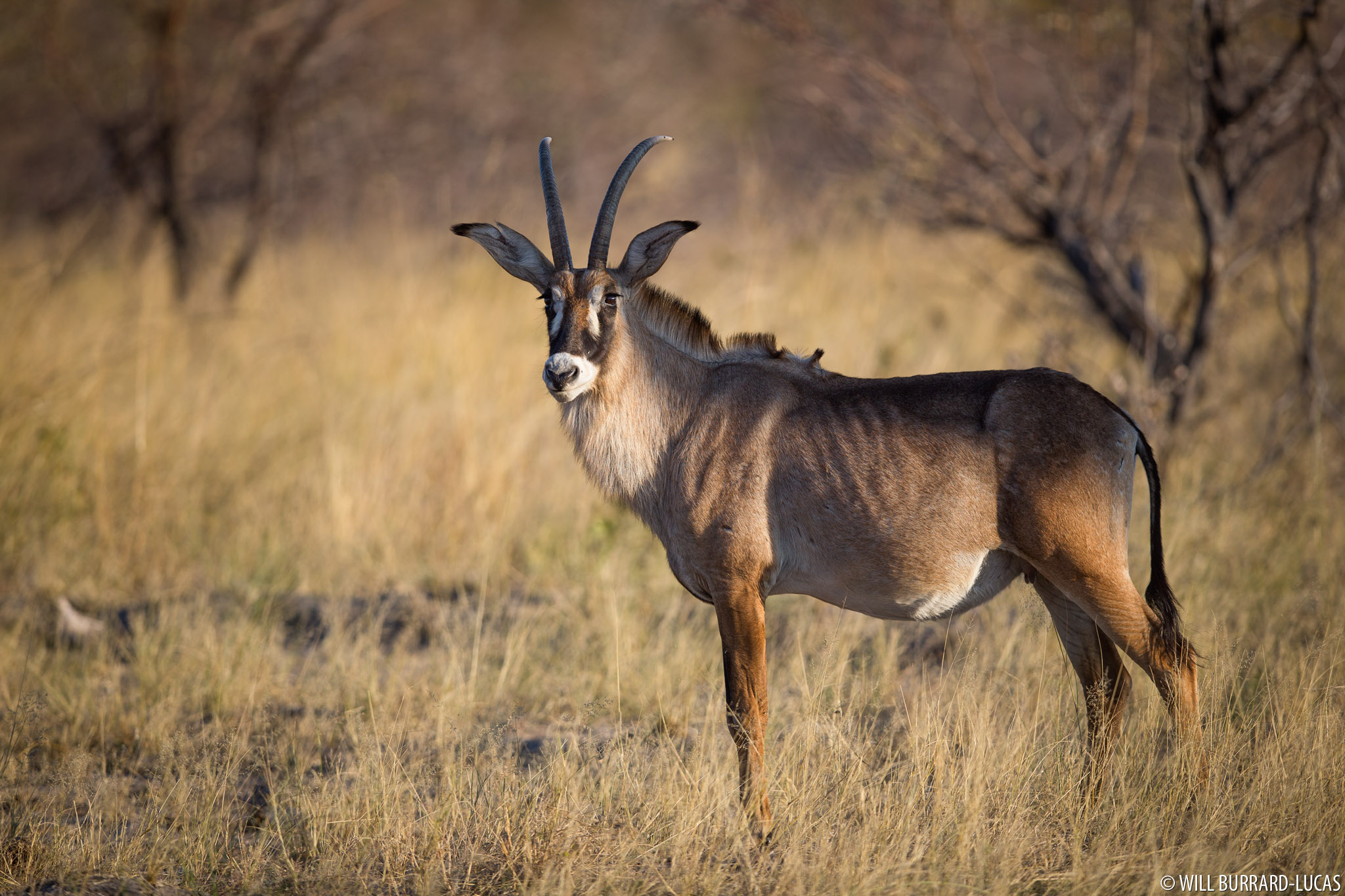 Roan Antelope Will Burrard Lucas Roan Antelope Will Burrard Lucas