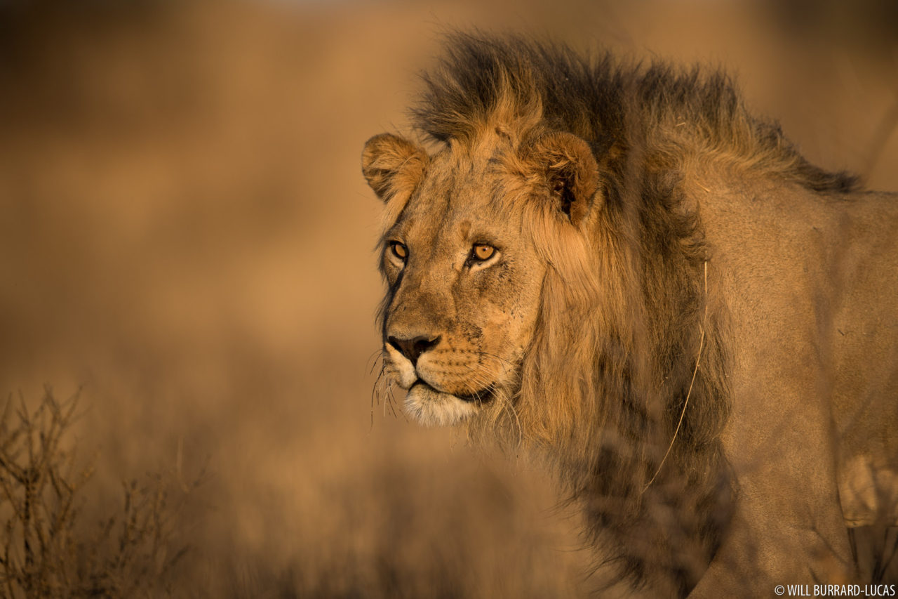 Lions | Photos Pictures Images