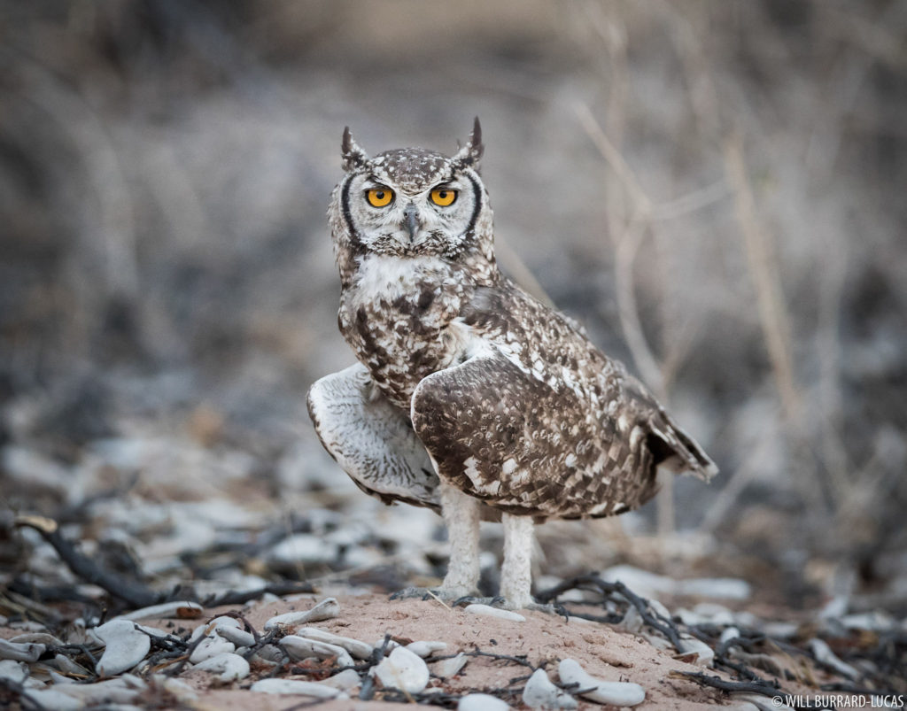 Spotted Eagle-owl
