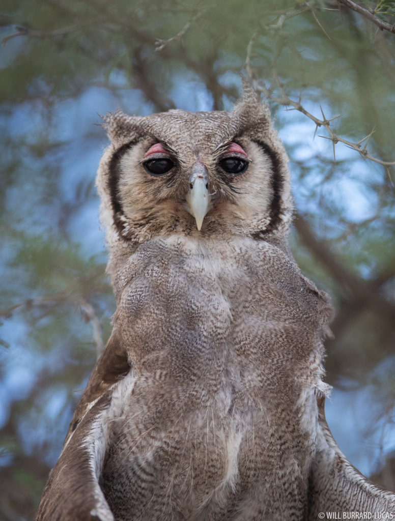 Giant Eagle-owl