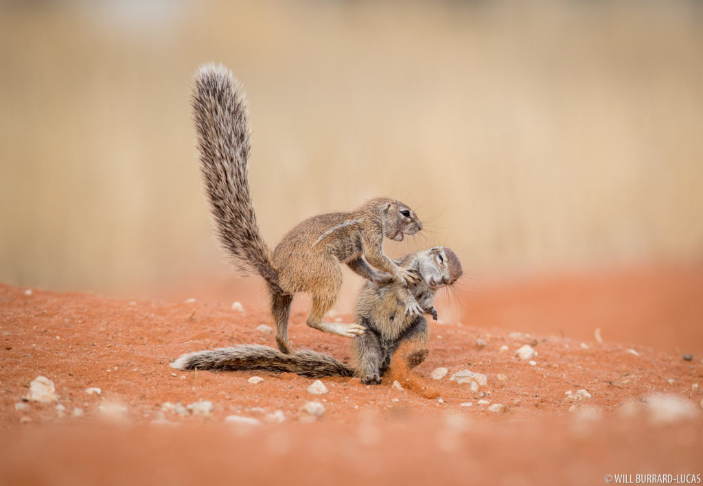 Playing Ground Squirrels