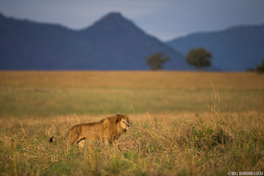 Lion in Grass