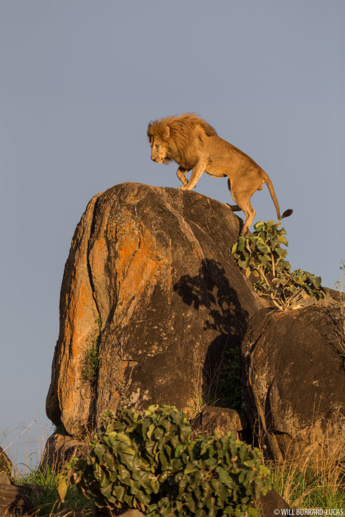 Kidepo Lion