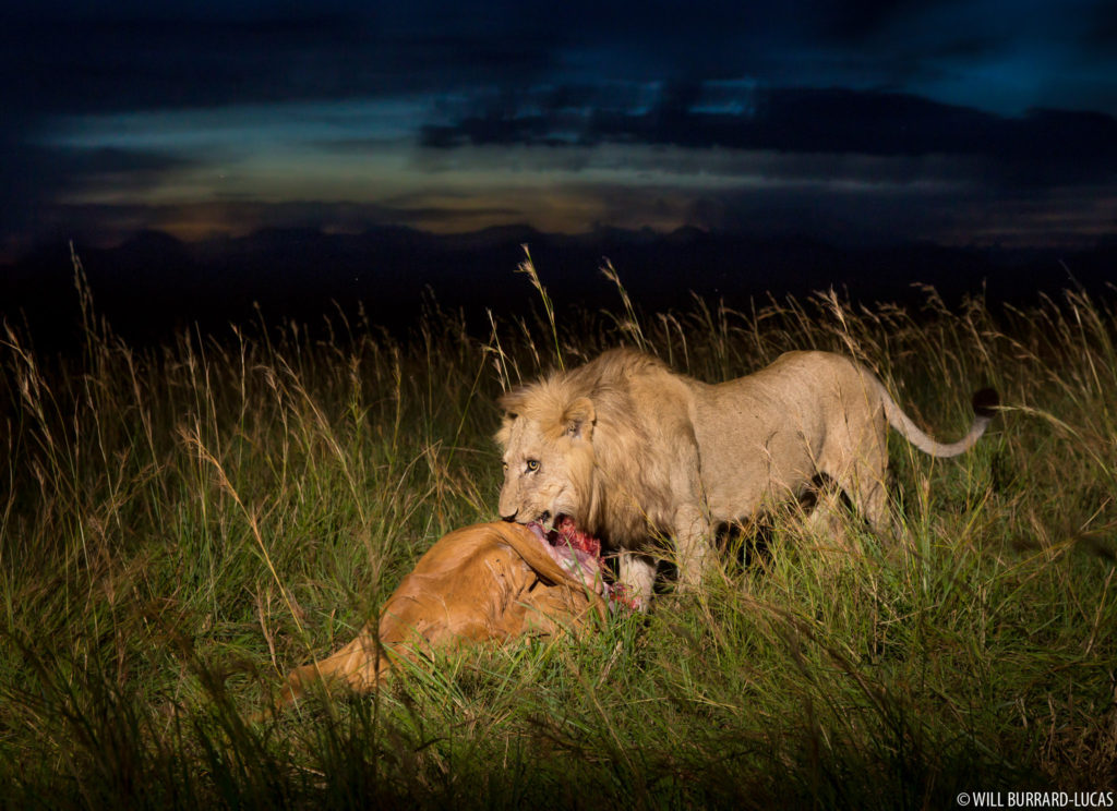 Feeding Lion
