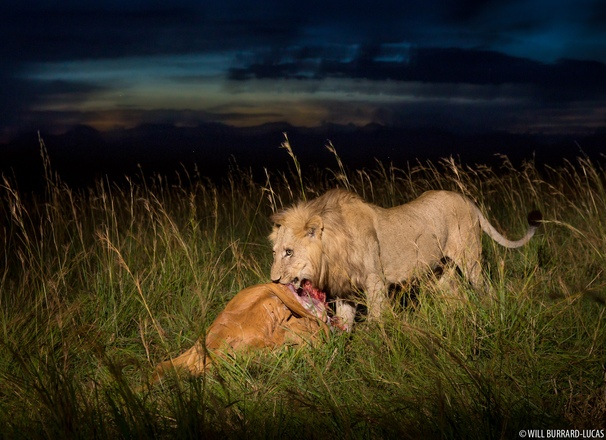 Feeding Lion | Will Burrard-Lucas