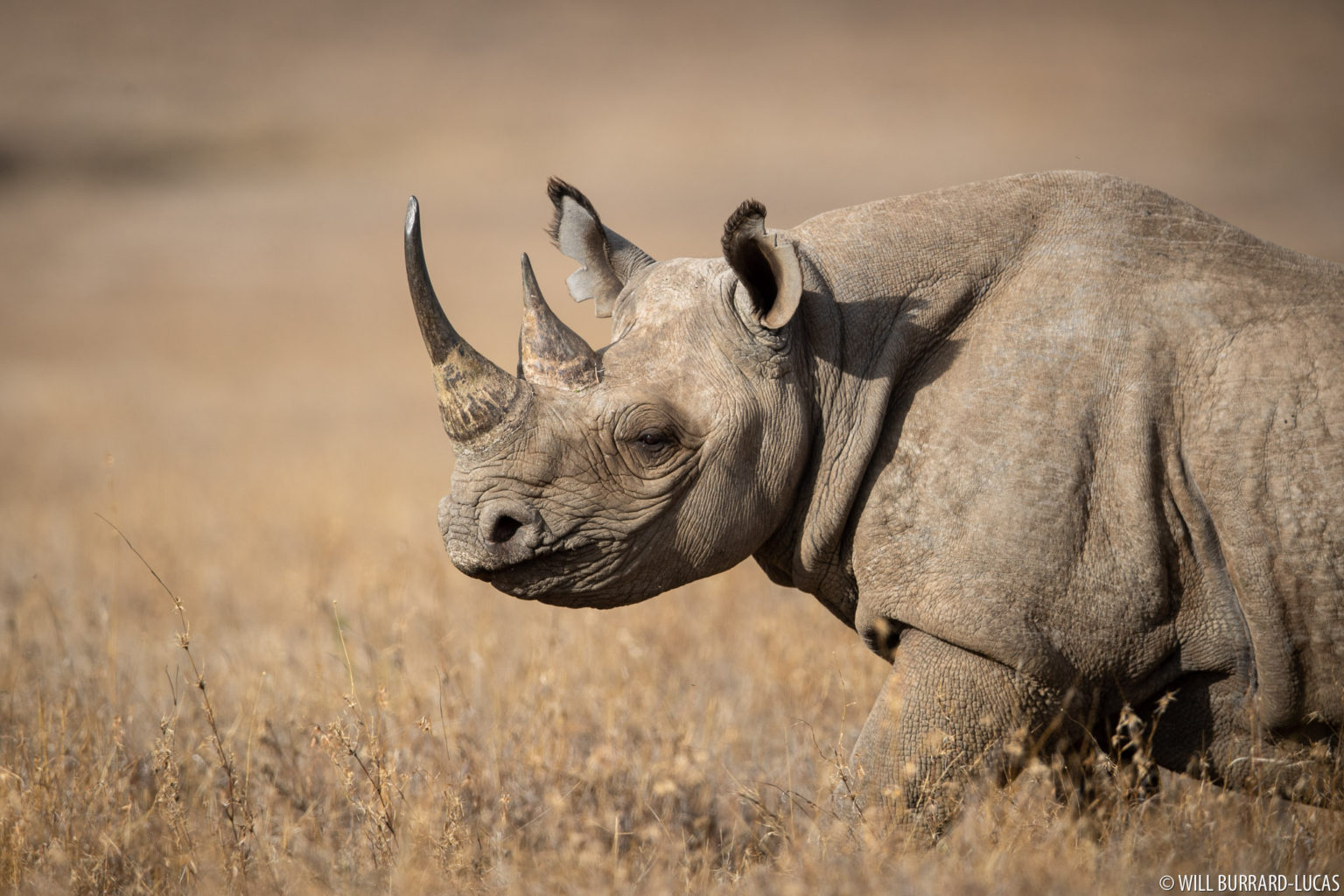 Black Rhinoceroses | Photos Pictures Images