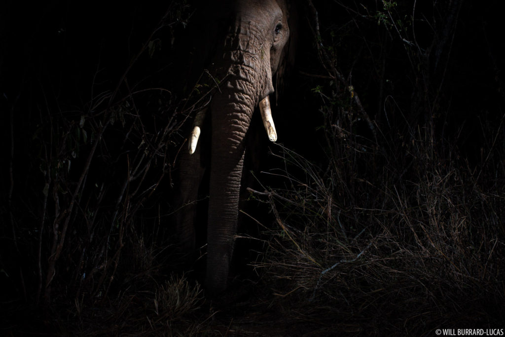 Elephant at Night