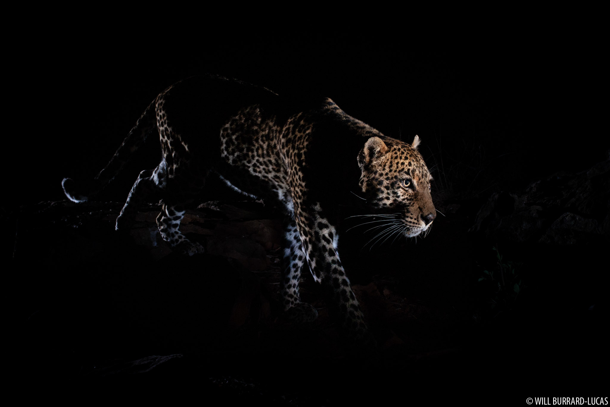 Prowling Leopard | Will Burrard-Lucas