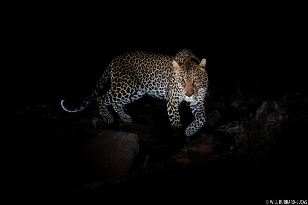 Stalking Leopard