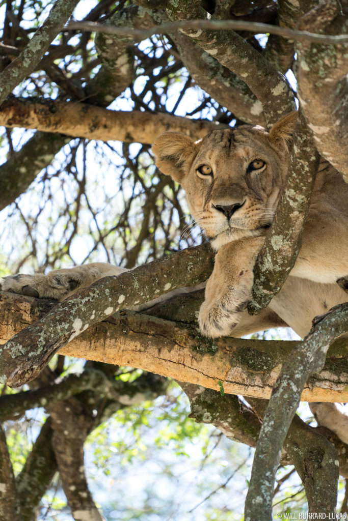 Lion in Tree