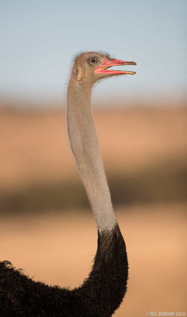Male Ostrich
