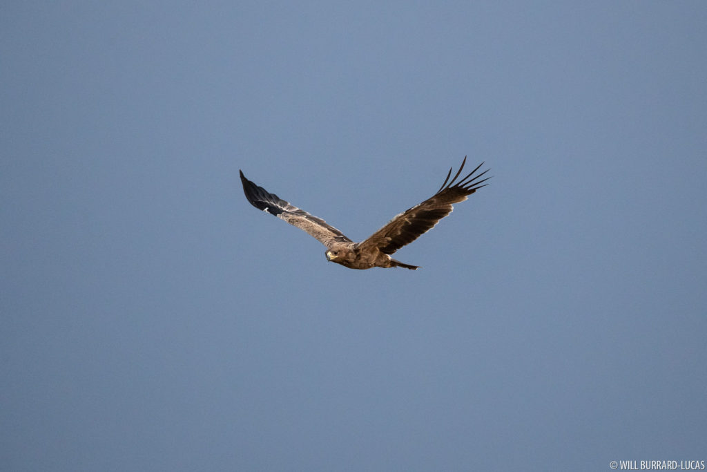 Tawny Eagle