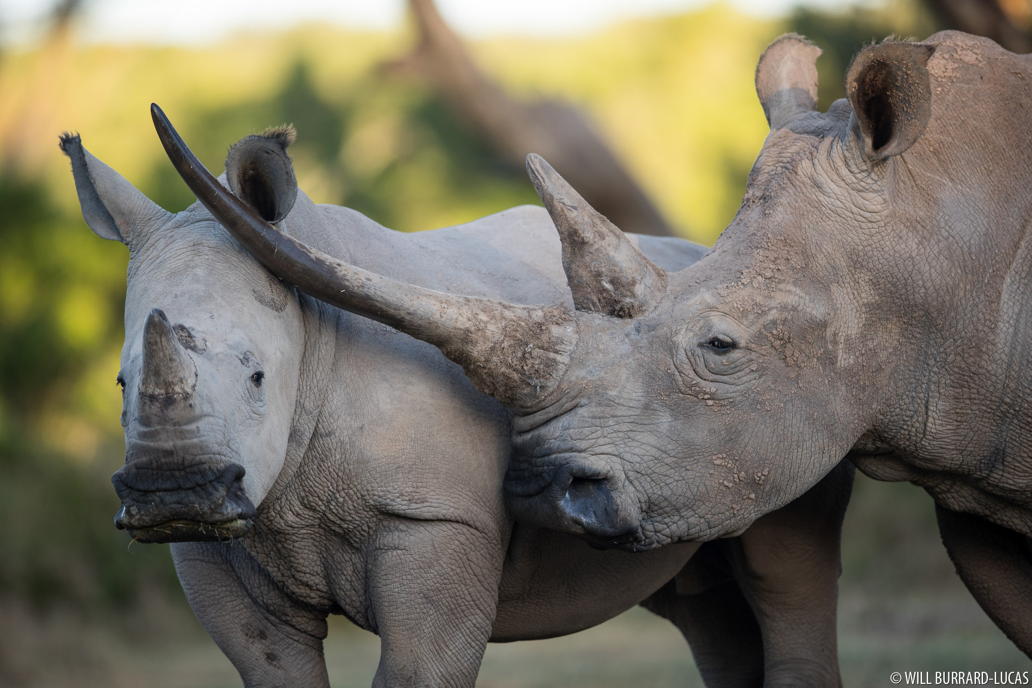 White Rhinos | Will Burrard-Lucas