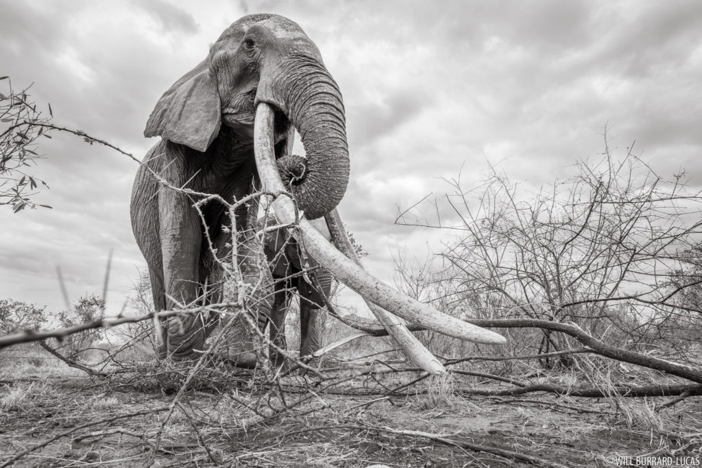 Elephant Eating Acacia