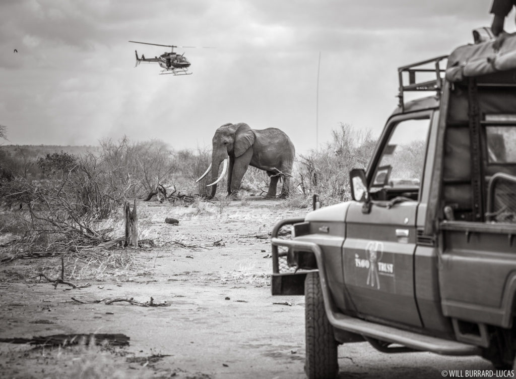 Darting an Elephant