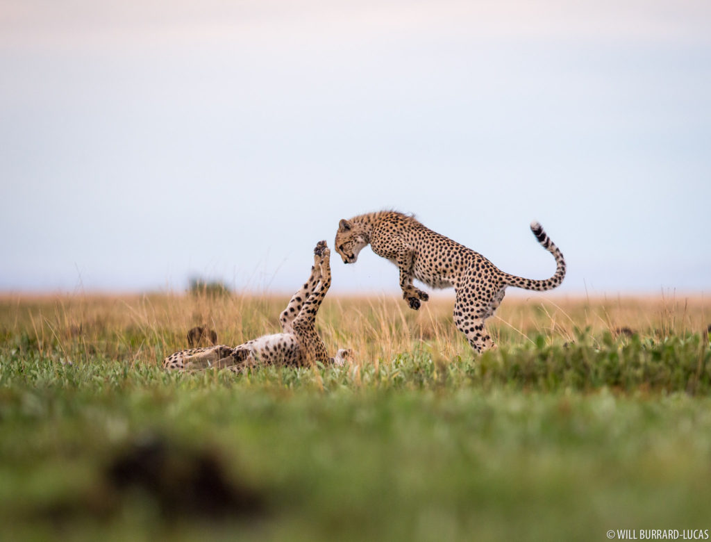 Playing Cheetahs