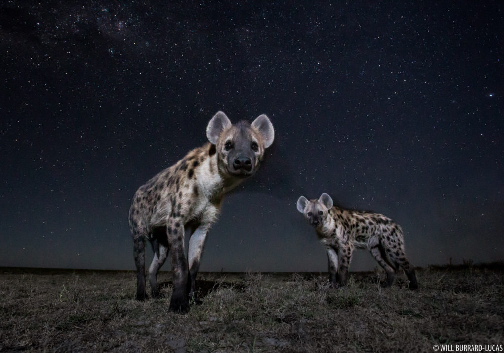 Hyenas at Night